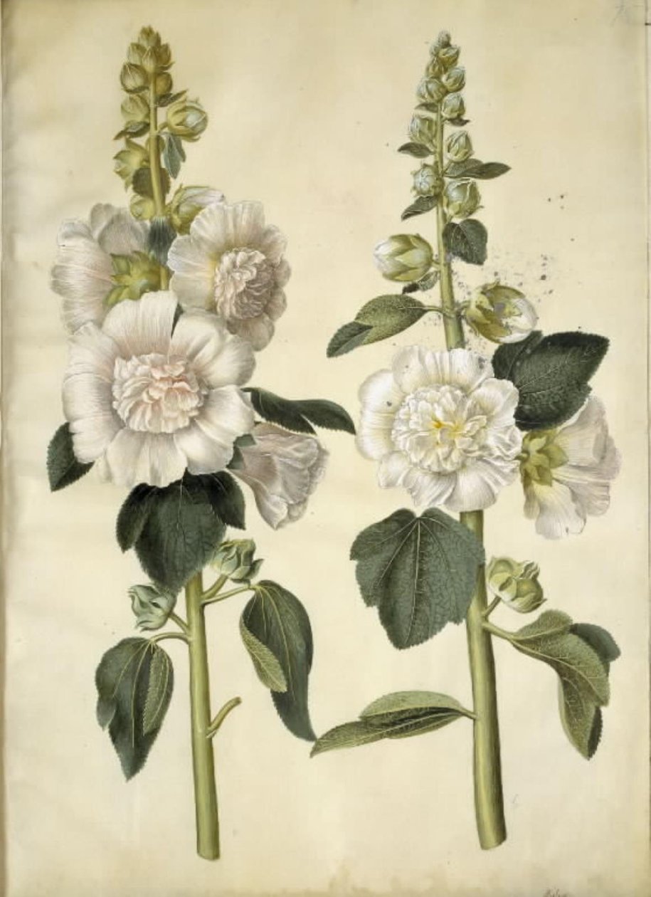 Alcea rosea (malvarosa) da Hans Simon Holtzbecker
