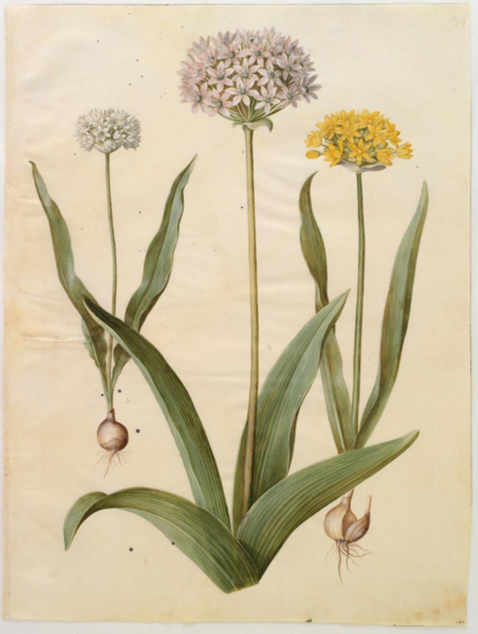 Allium moly (cipolla dorata); Allium nigrum (cipolla nera) da Hans Simon Holtzbecker