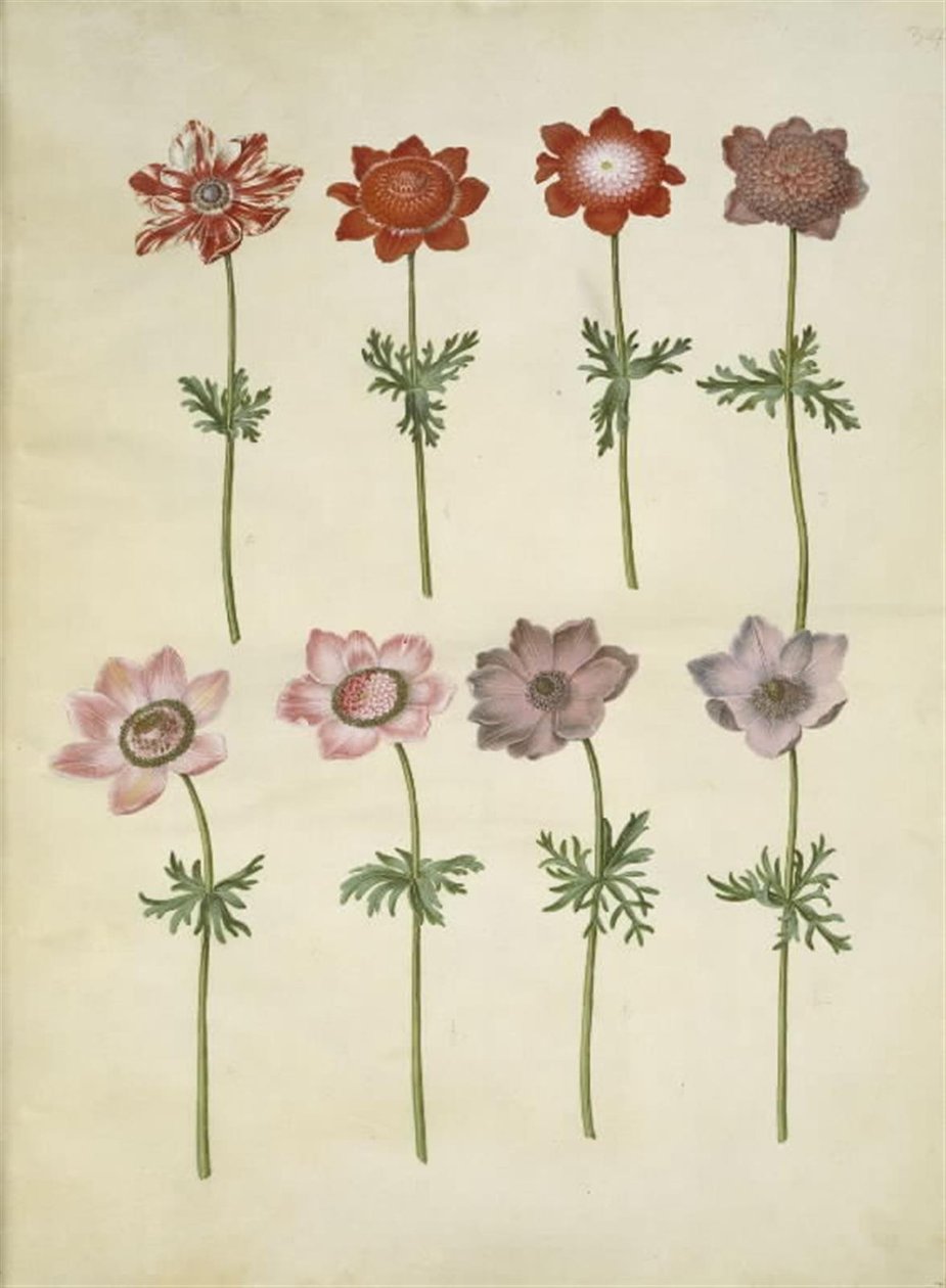 Anemone coronaria (anemone francese) da Hans Simon Holtzbecker