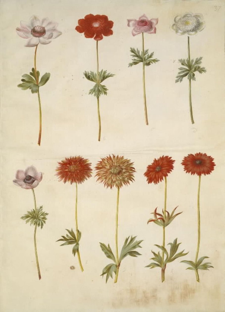 Anemone coronaria (anemone francese); Anemone × fulgens (anemone brillante) da Hans Simon Holtzbecker