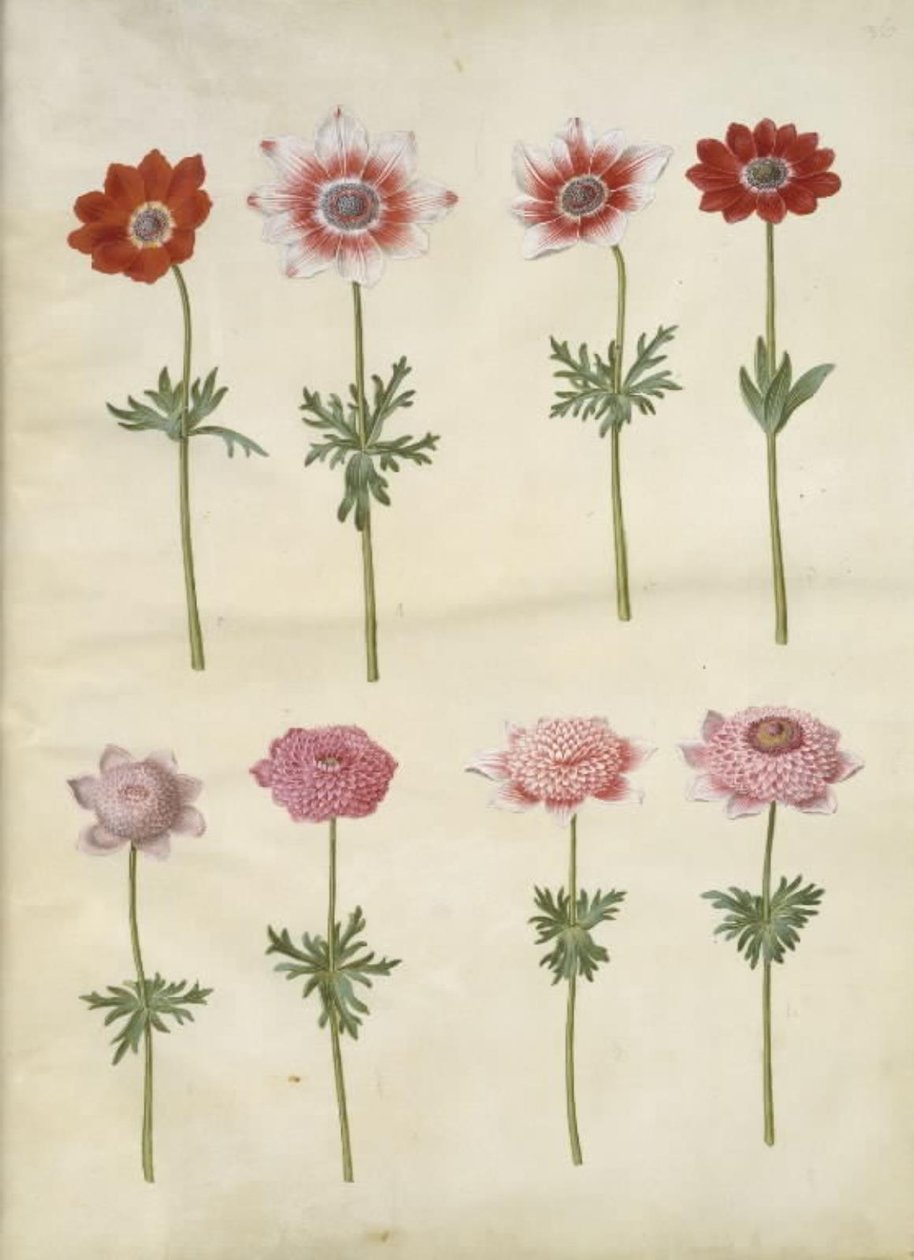 Anemone coronaria L. (anemone francese); Anemone pavonina (anemone pavone) da Hans Simon Holtzbecker