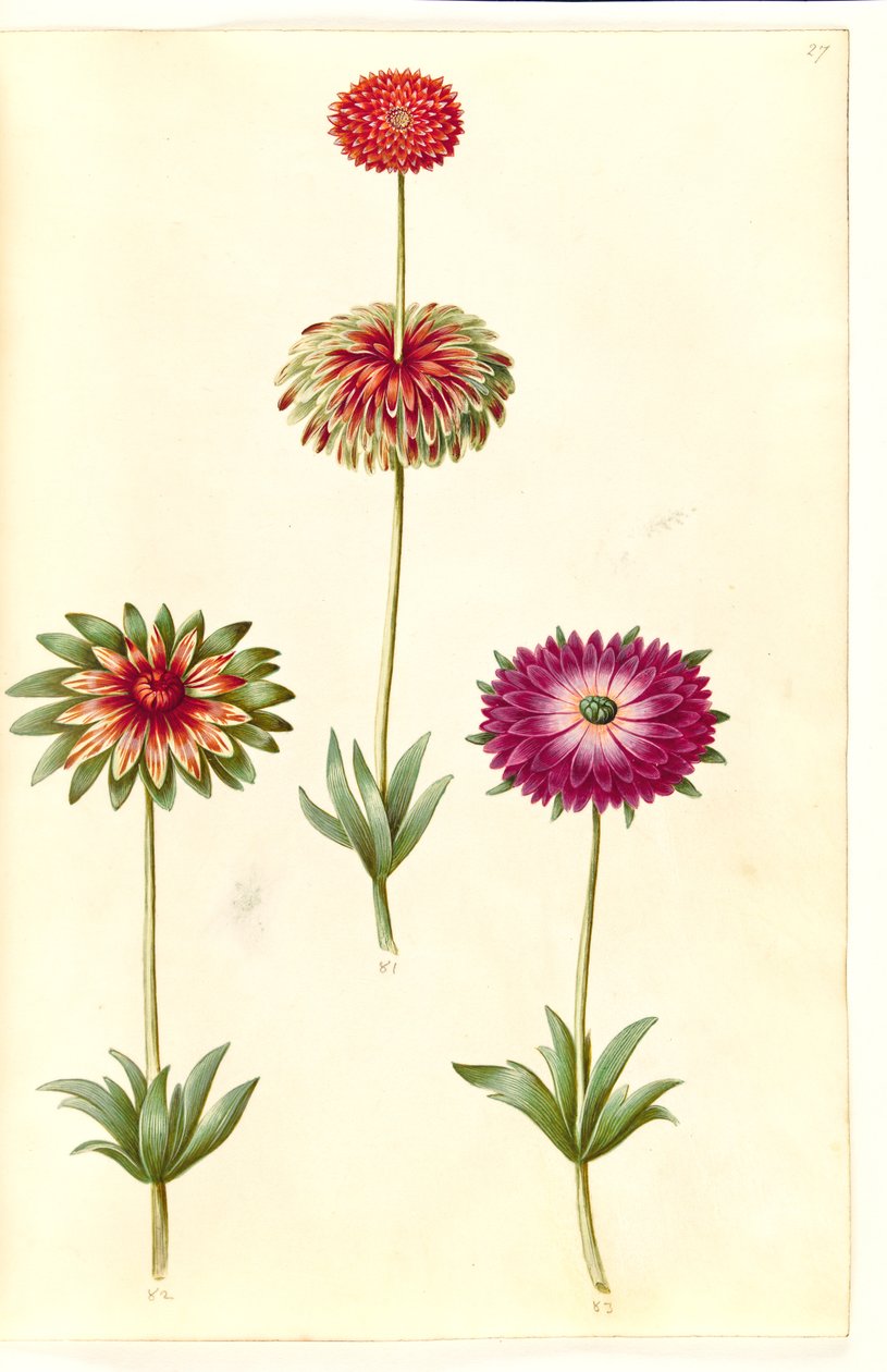 Anemone ×fulgens (anemone brillante) da Hans Simon Holtzbecker
