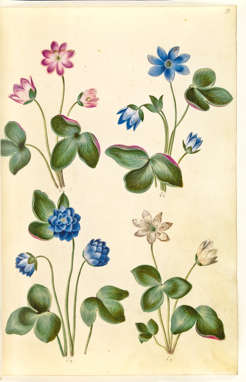 Anemone hepatica (anemone blu) da Hans Simon Holtzbecker