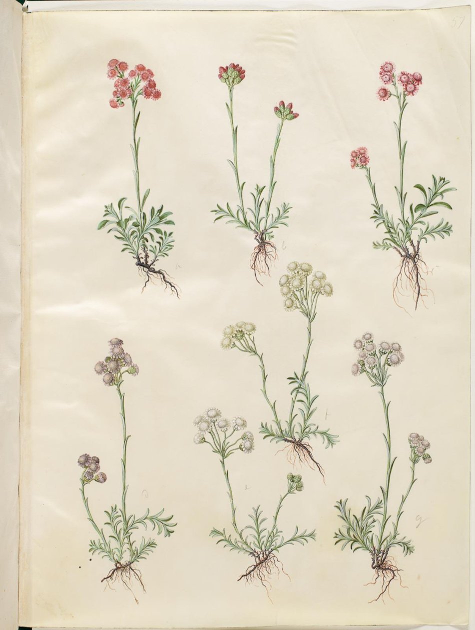 Antennaria dioica (zampe di gatto comuni) da Hans Simon Holtzbecker