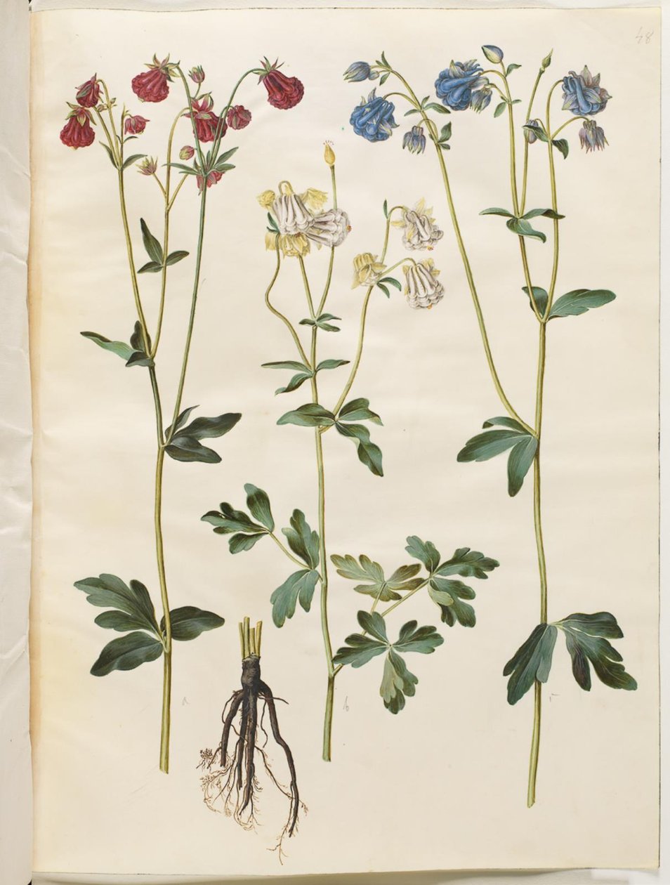 Aquilegia vulgaris (colombina comune) da Hans Simon Holtzbecker