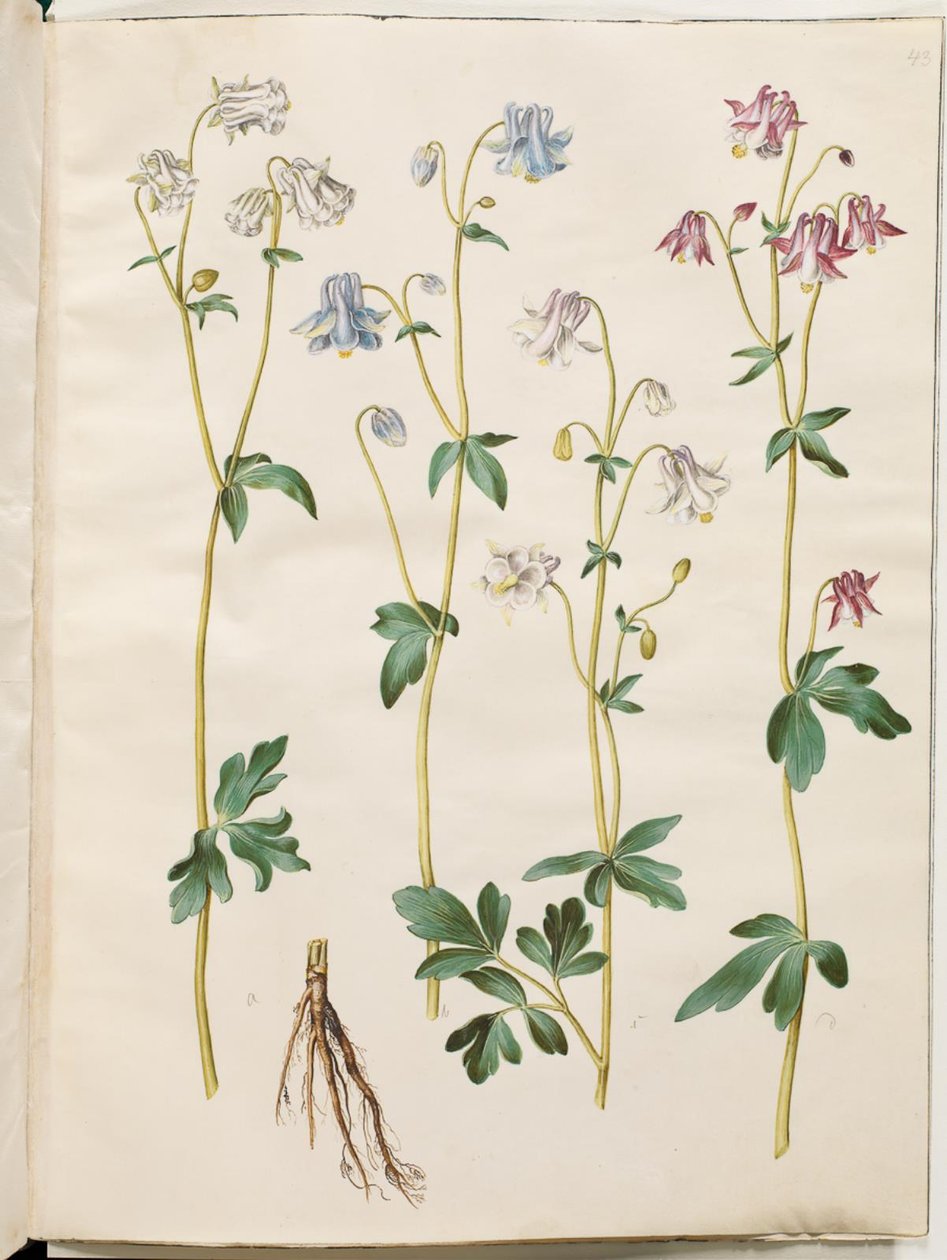 Aquilegia vulgaris da Hans Simon Holtzbecker