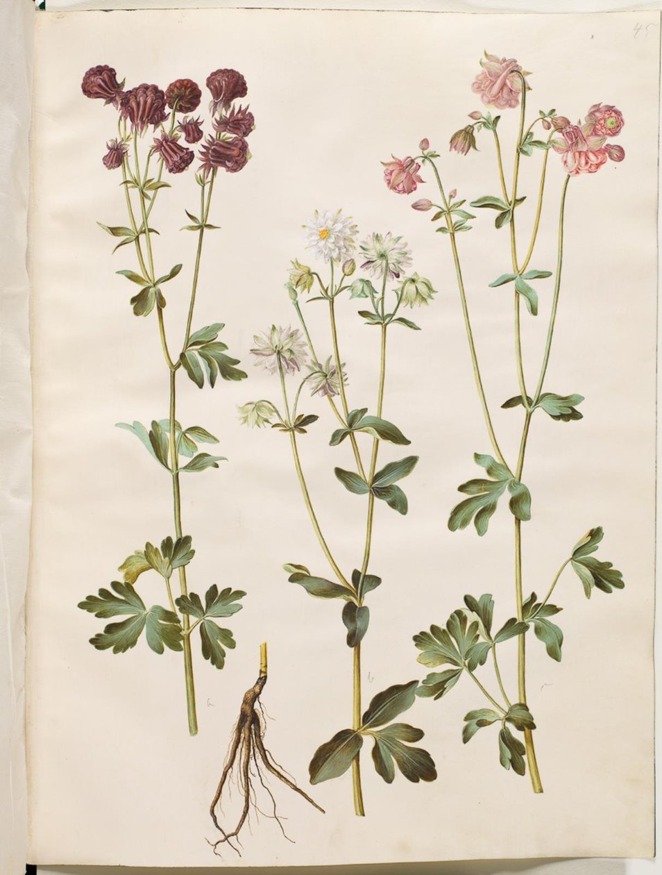 Aquilegia vulgaris (aquilegia comune) da Hans Simon Holtzbecker