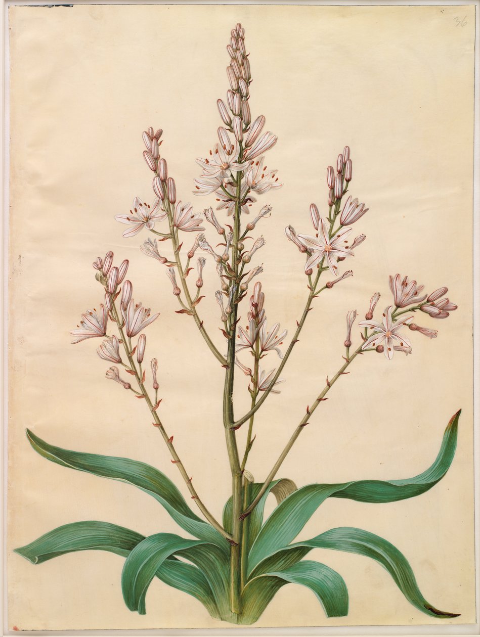 Asphodelus ramosus da Hans Simon Holtzbecker