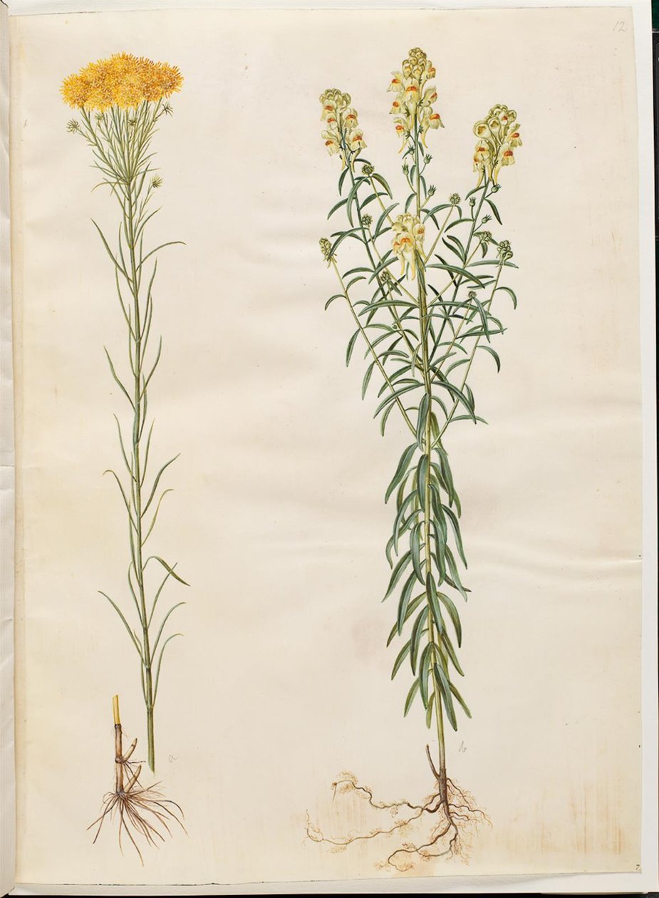Aster linosyris (aster dorato); Linaria vulgaris (linaria comune) da Hans Simon Holtzbecker