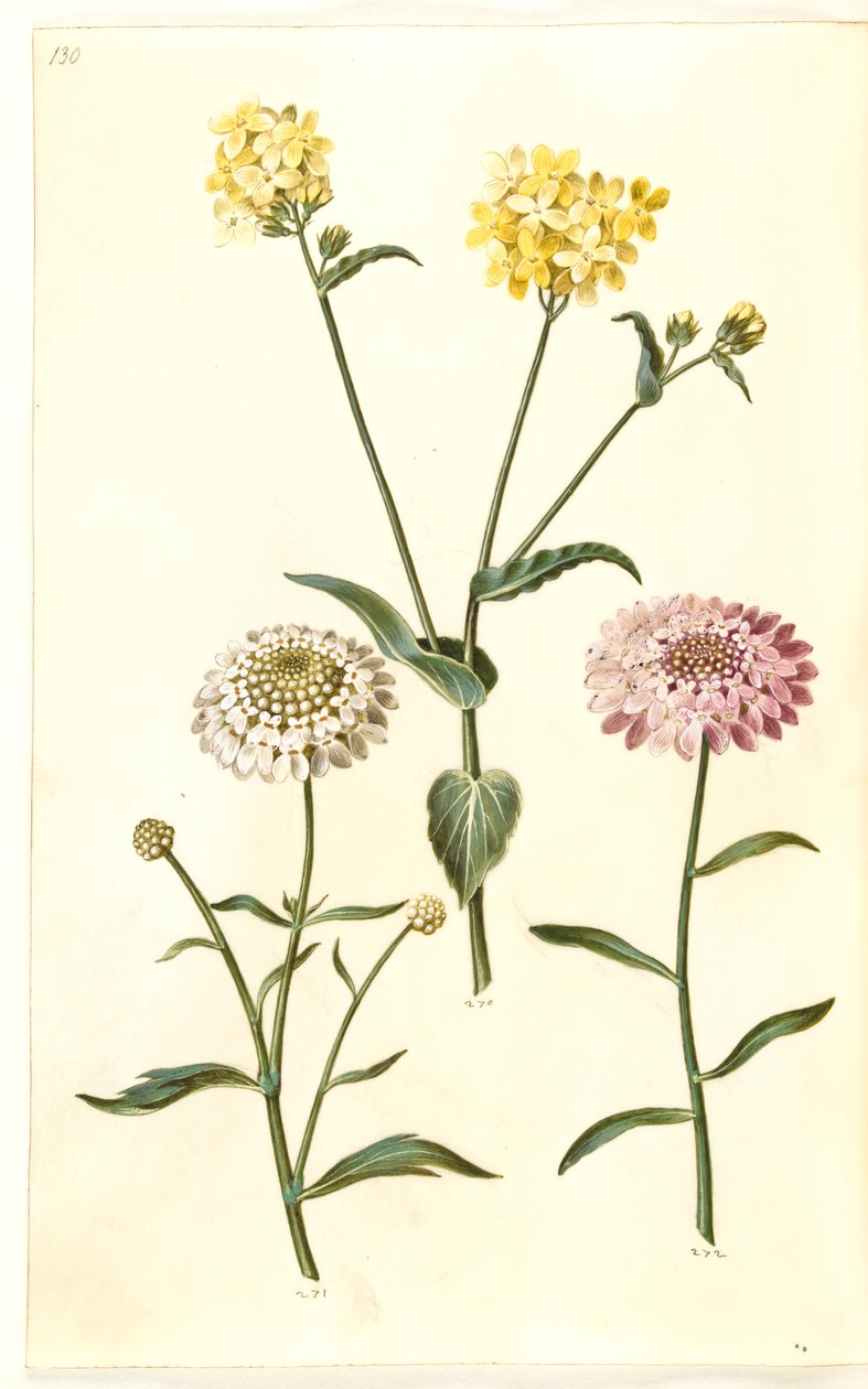 Brassica napus (colza); Iberis amara (bitter sløjfeblomst) da Hans Simon Holtzbecker