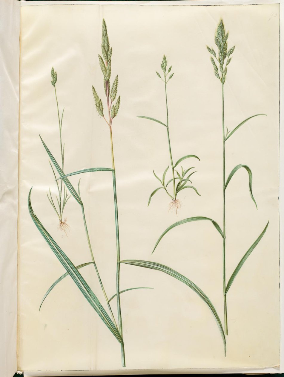 Bromus hordeaceus (erba morbida); Phalaris arundinacea (erba cannuccia) da Hans Simon Holtzbecker