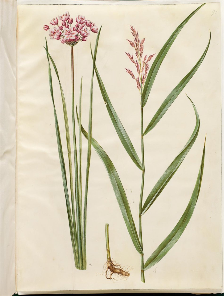 Butomus umbellatus; Phragmites australis da Hans Simon Holtzbecker