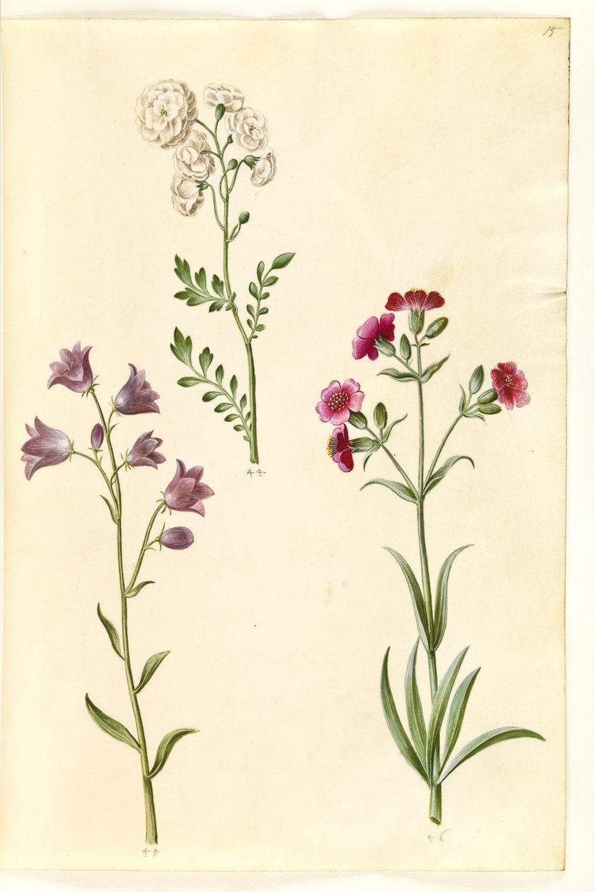 Cardamine pratensis (crescione dei prati); Campanula rotundifolia (?) (campanula); Silene vulgaris (?) (silene comune) da Hans Simon Holtzbecker