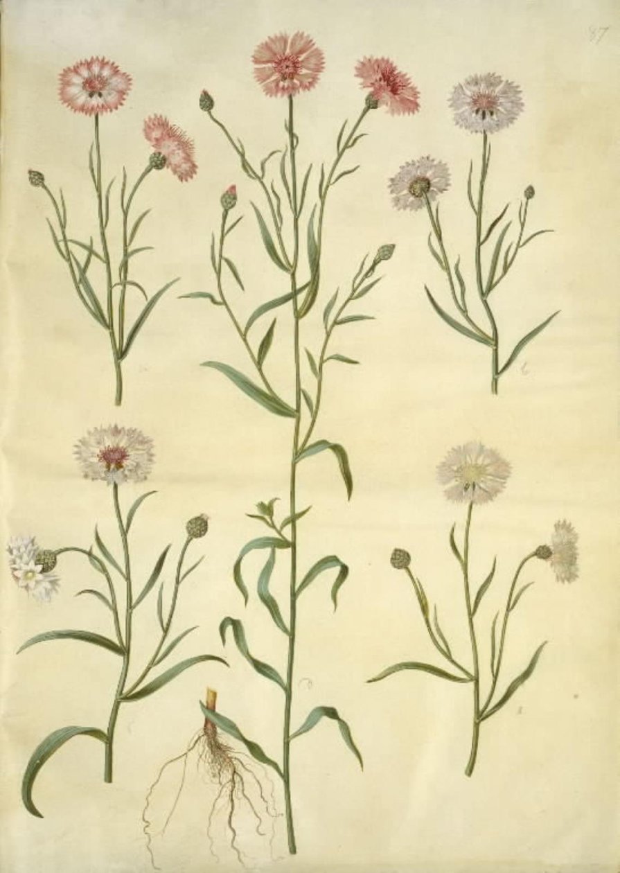 Centaurea cyanus (fiordaliso) da Hans Simon Holtzbecker