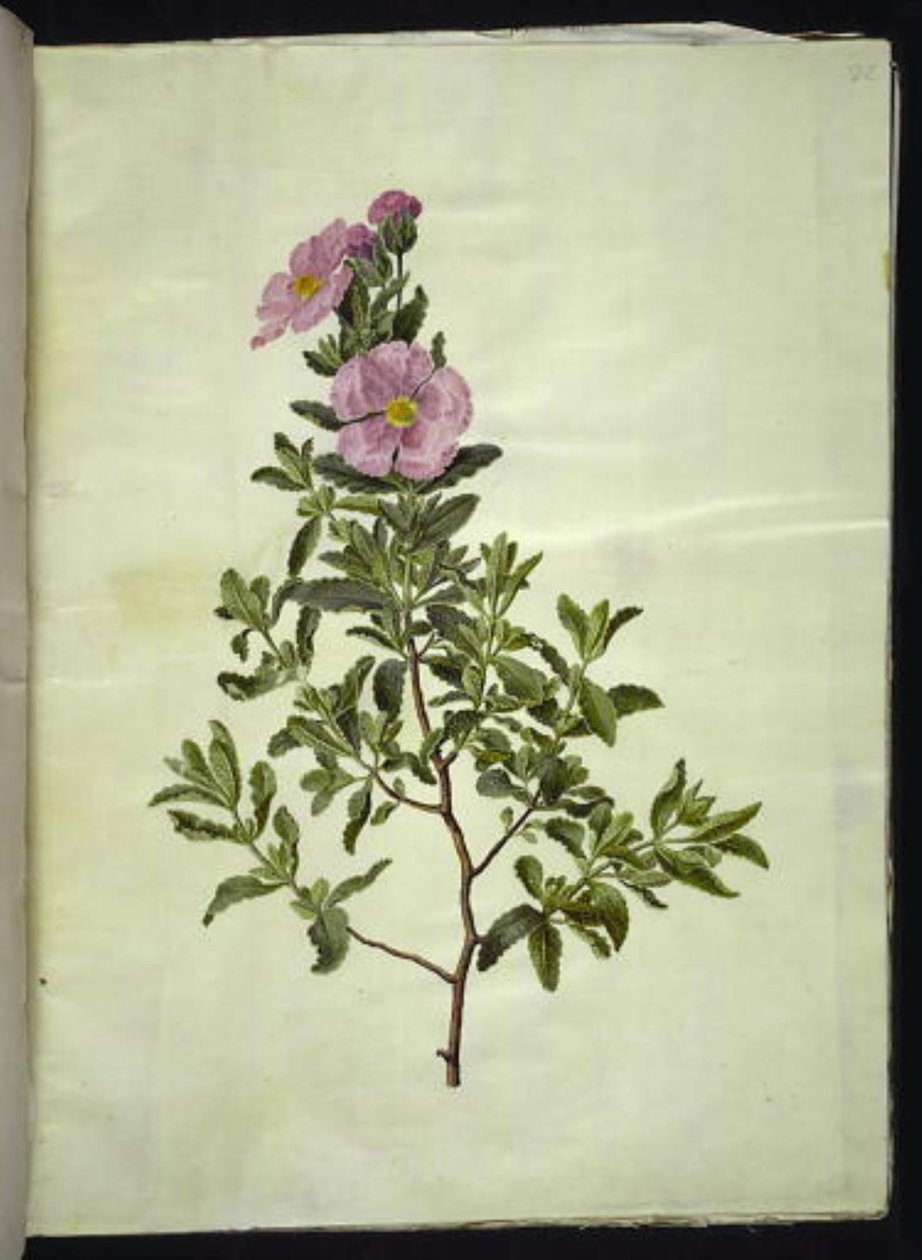 Cistus creticus (cisto di Creta) da Hans Simon Holtzbecker