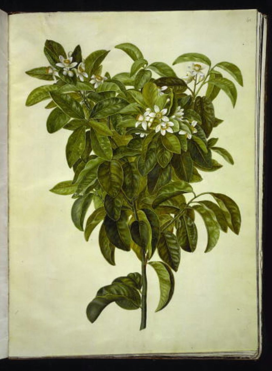 Citrus limon (limone comune) da Hans Simon Holtzbecker