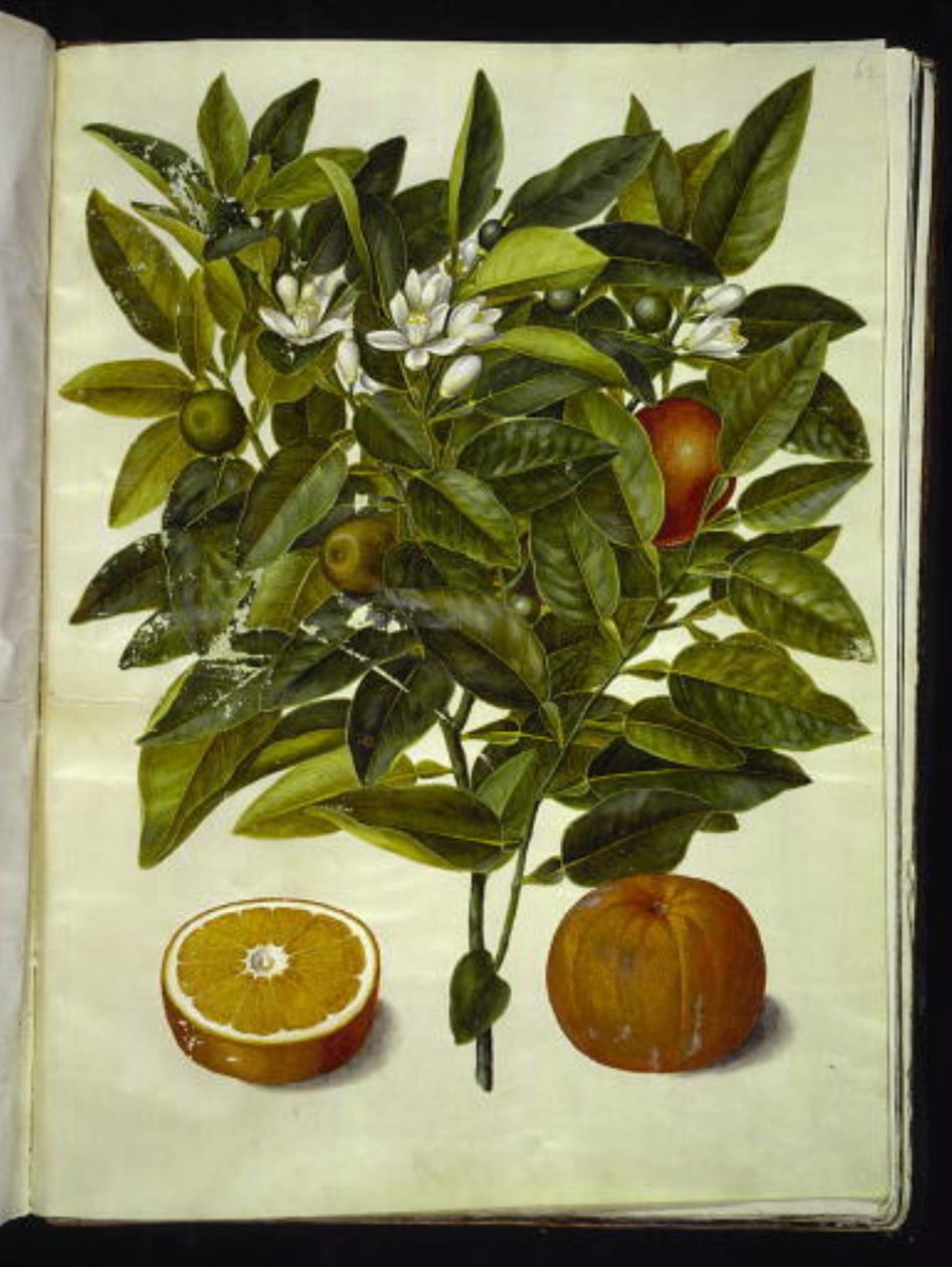 Citrus sinensis (arancia) da Hans Simon Holtzbecker
