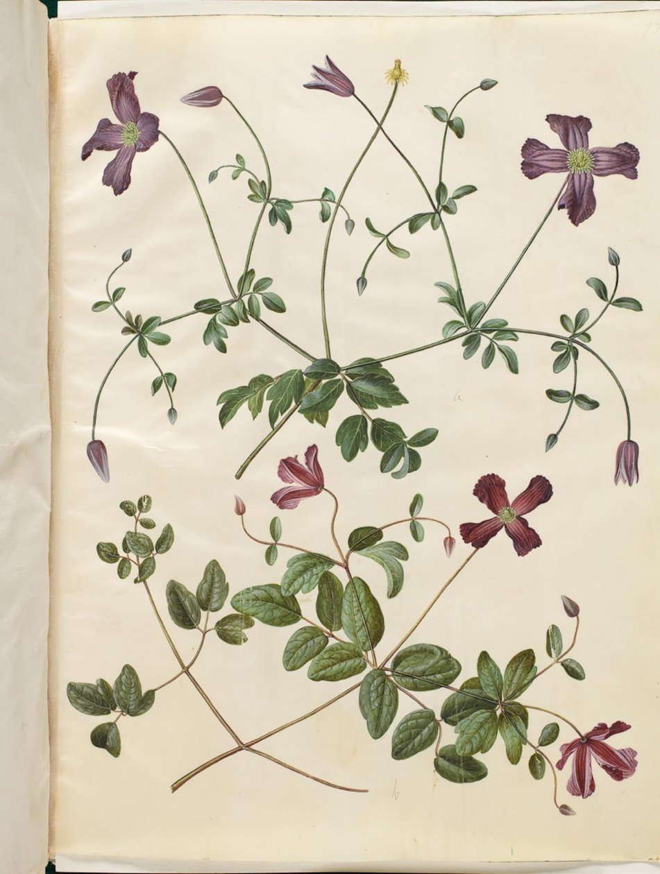 Clematis viticella (rampicante italiano) da Hans Simon Holtzbecker