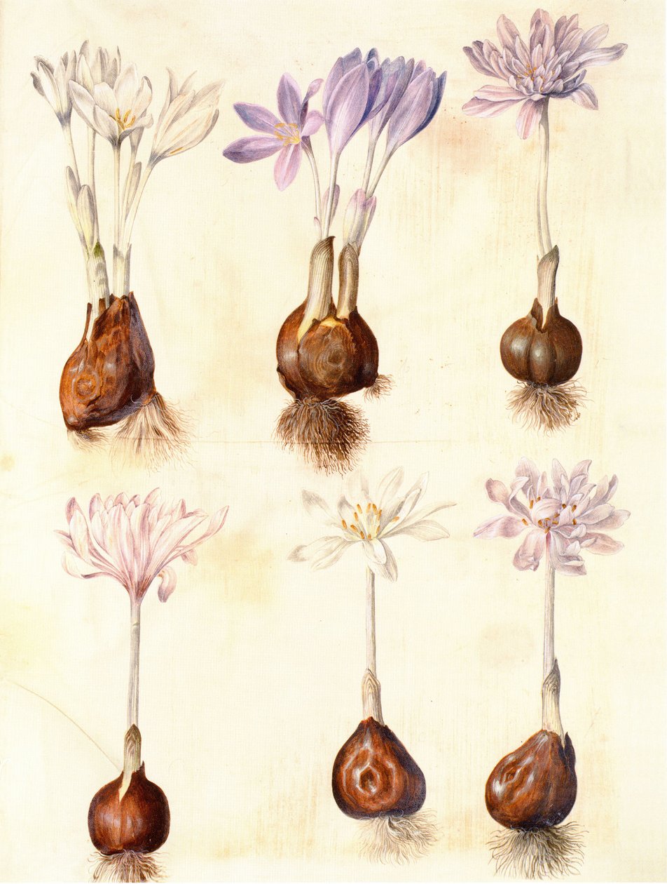 Colchicum autumnale da Hans Simon Holtzbecker