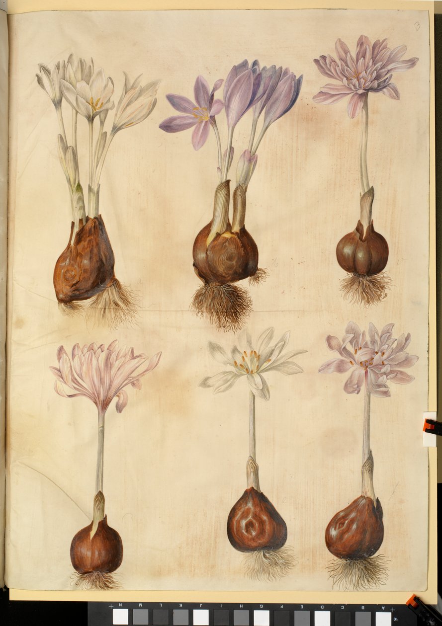 Colchicum autumnale da Hans Simon Holtzbecker