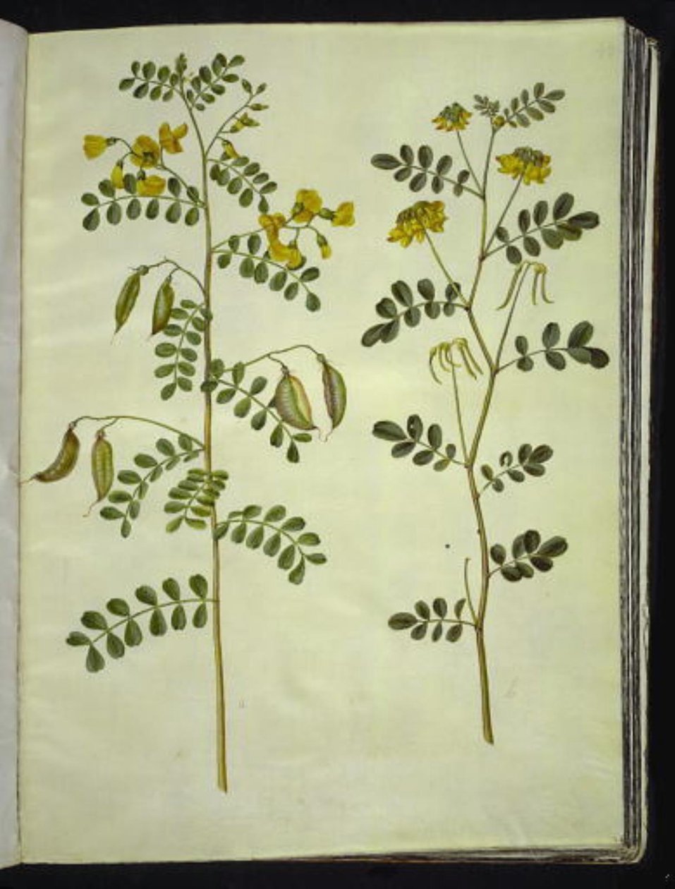 Colutea arborescens (vescicaria); Hippocrepis emerus (coronilla arbustiva) da Hans Simon Holtzbecker