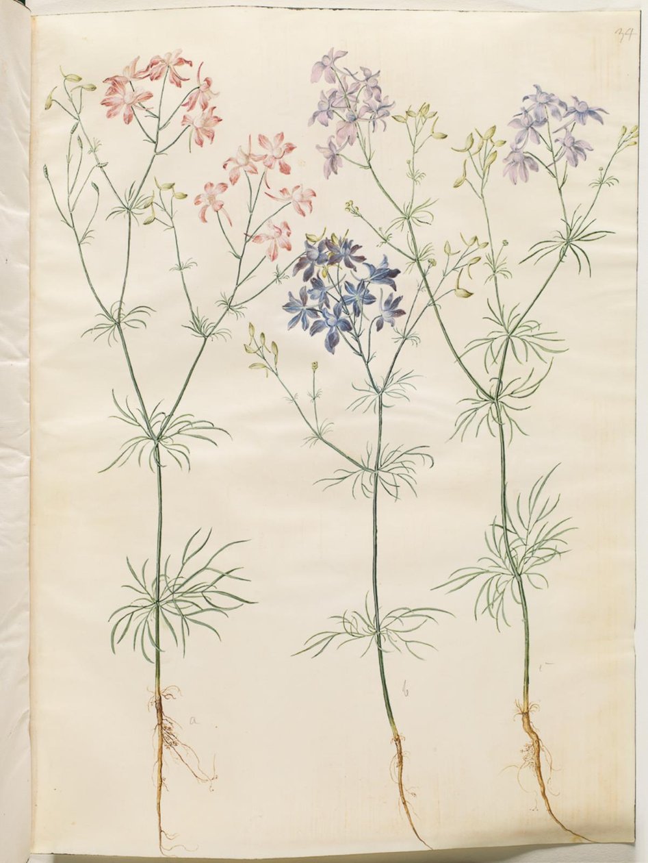 Consolida regalis (korn-ridderspore) da Hans Simon Holtzbecker