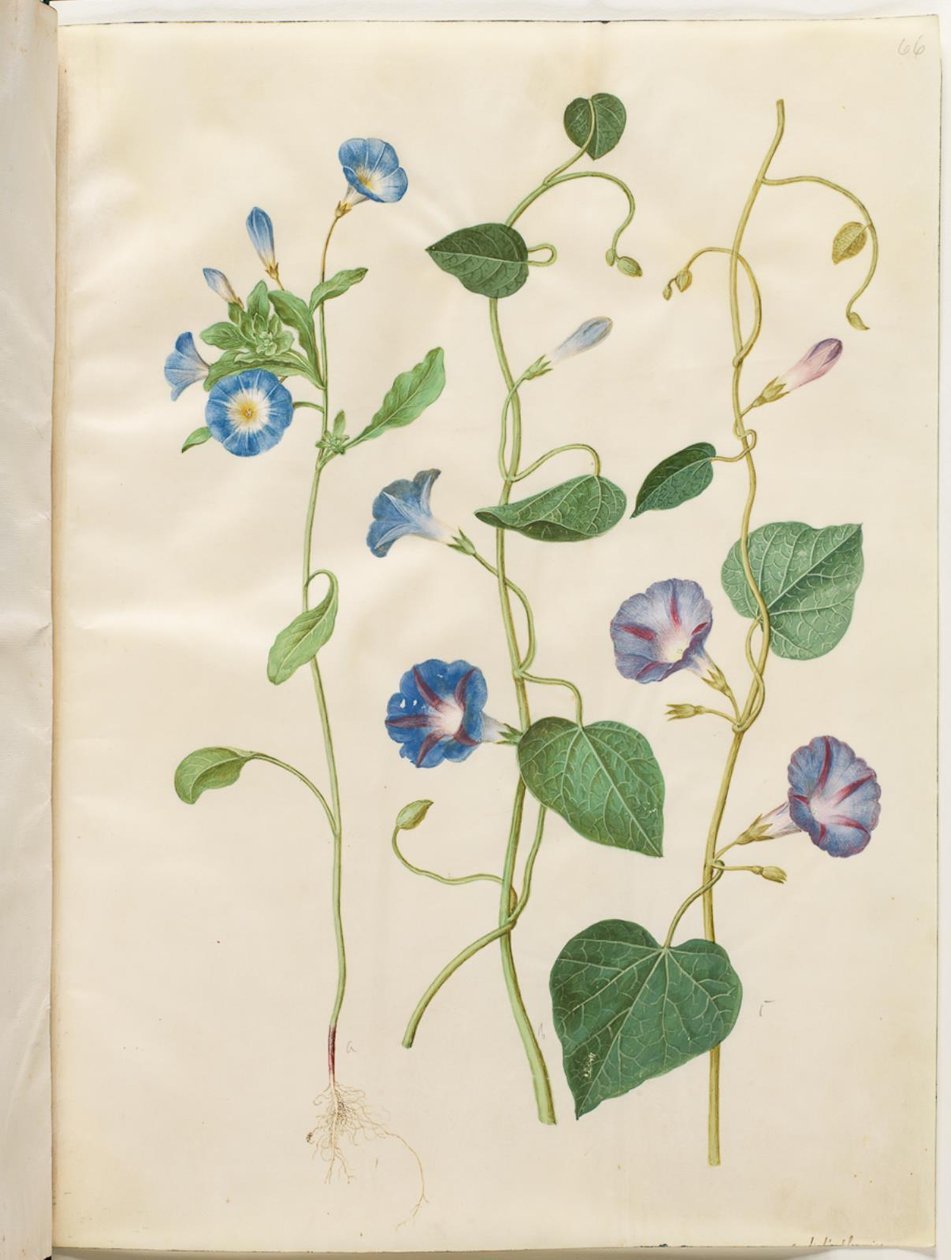 Convolvulus tricolor (gonna della vergine); Ipomoea purpurea (gloria del mattino purpurea) da Hans Simon Holtzbecker