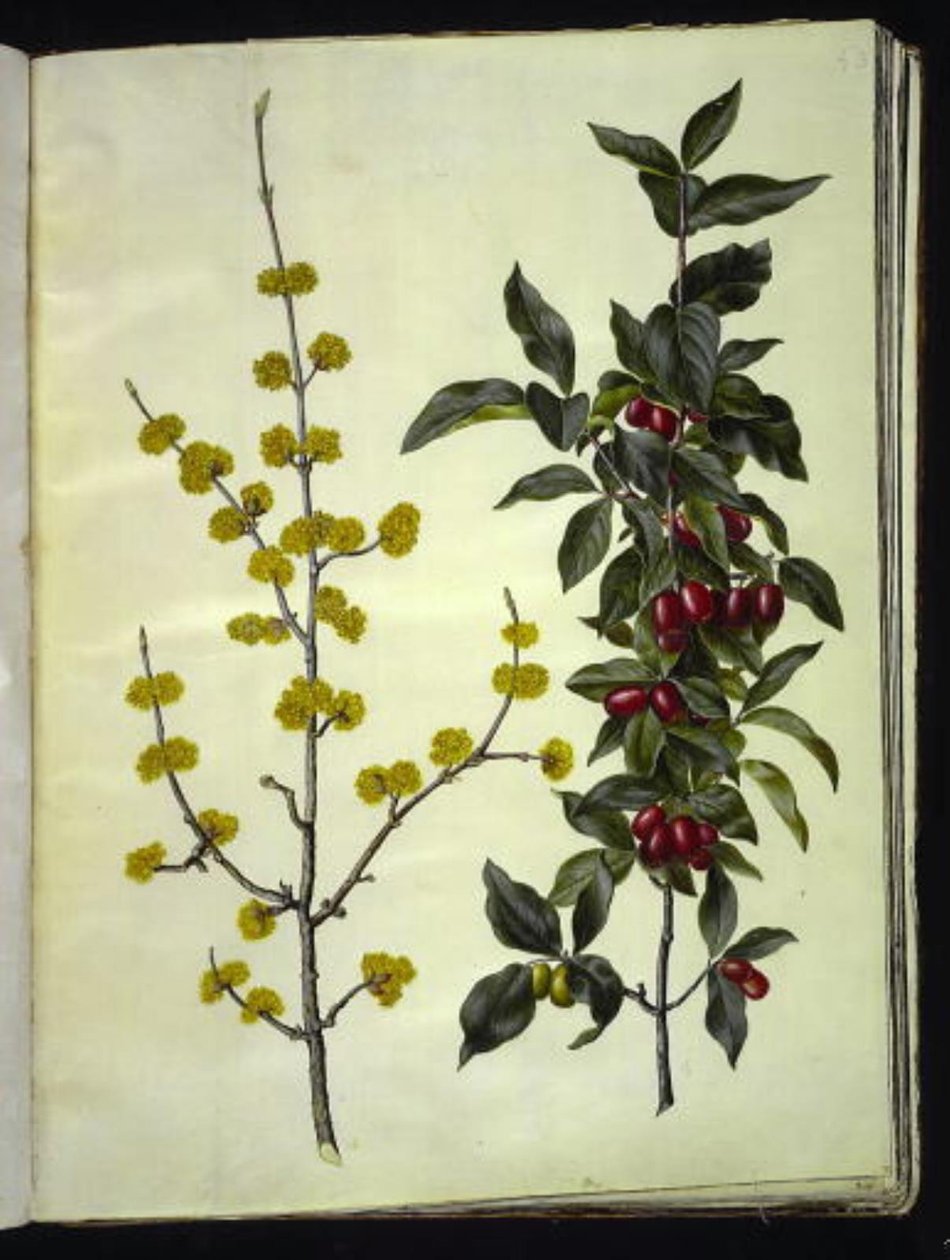 Cornus mas (corniolo) da Hans Simon Holtzbecker