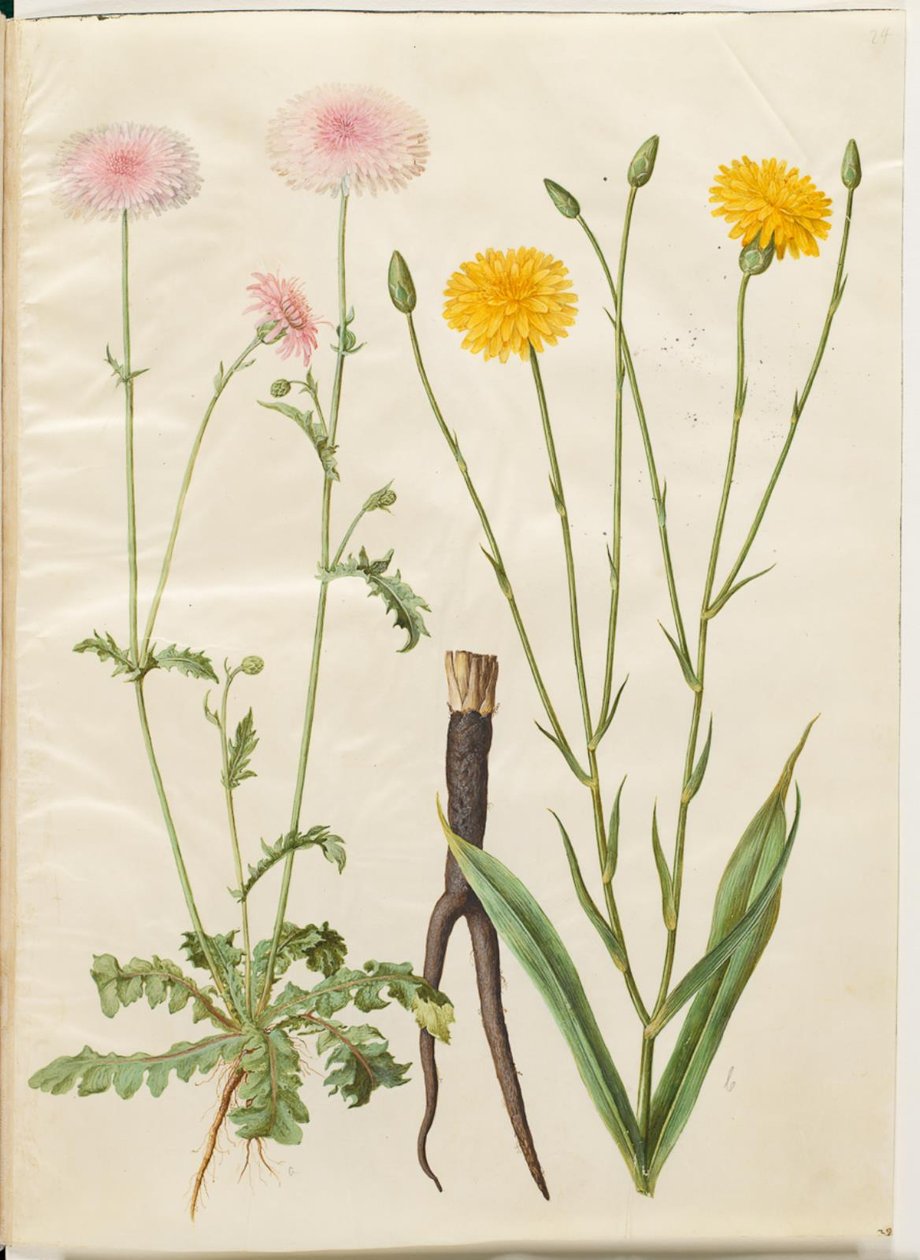 Crepis rubra (barba di becco rossa); Scorzonera hispanica (scorzonera) da Hans Simon Holtzbecker