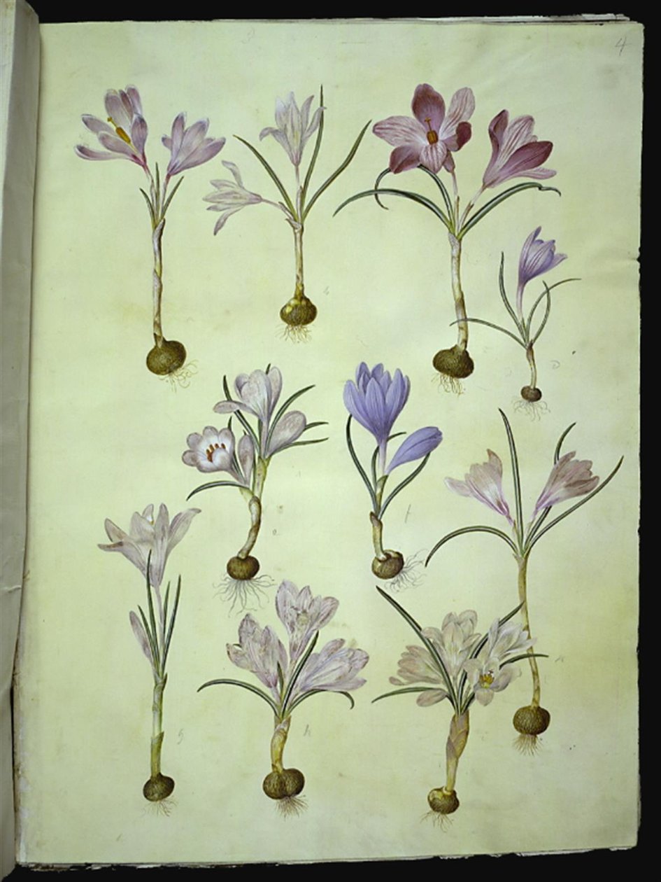 Crocus vernus (crocus di primavera) da Hans Simon Holtzbecker