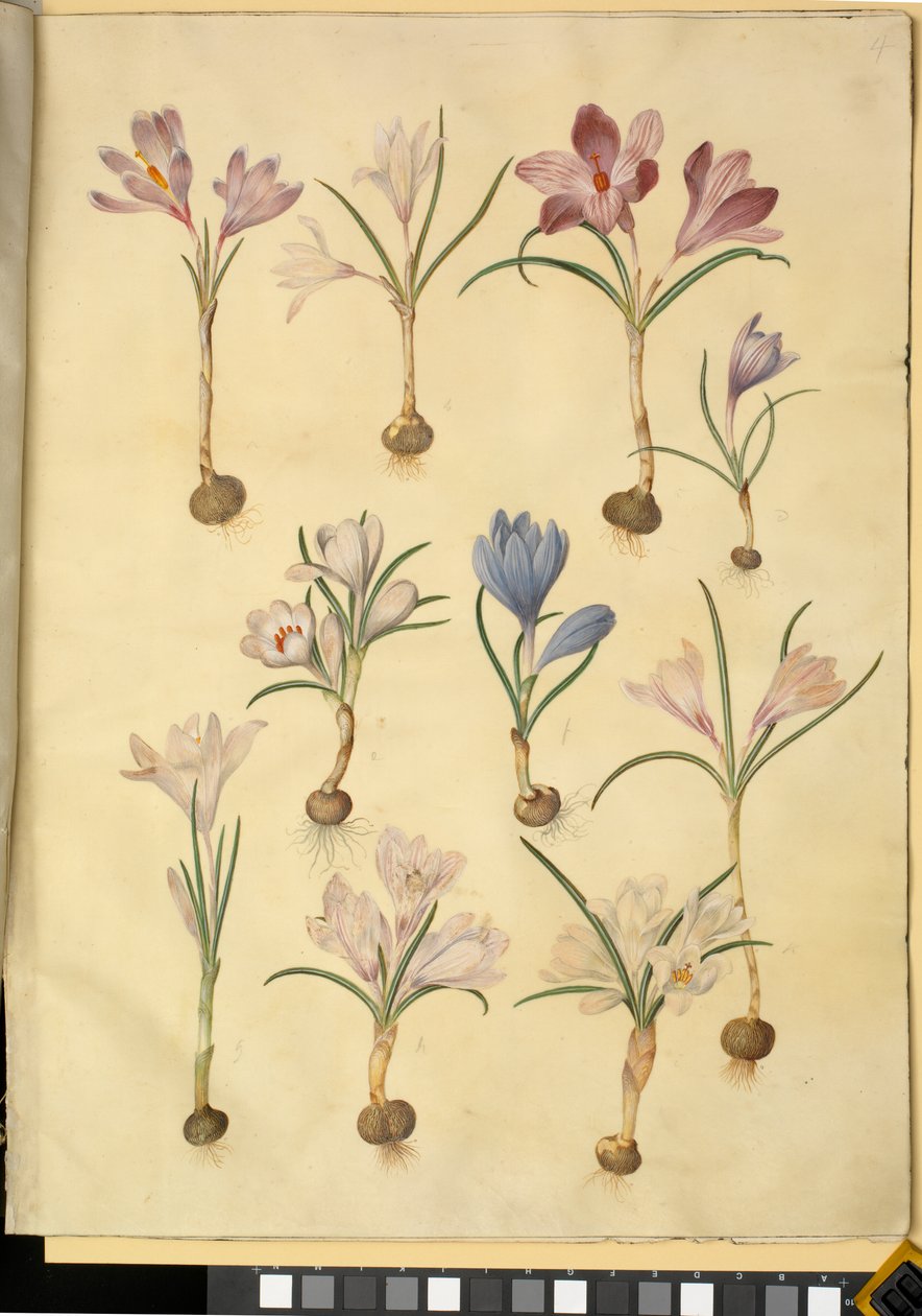 Crocus vernus (croco selvatico) da Hans Simon Holtzbecker
