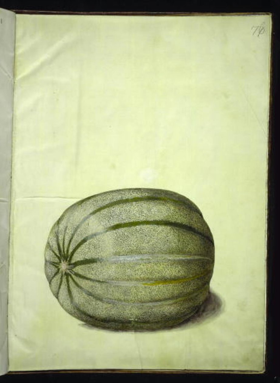 Cucumis melo (melone) da Hans Simon Holtzbecker