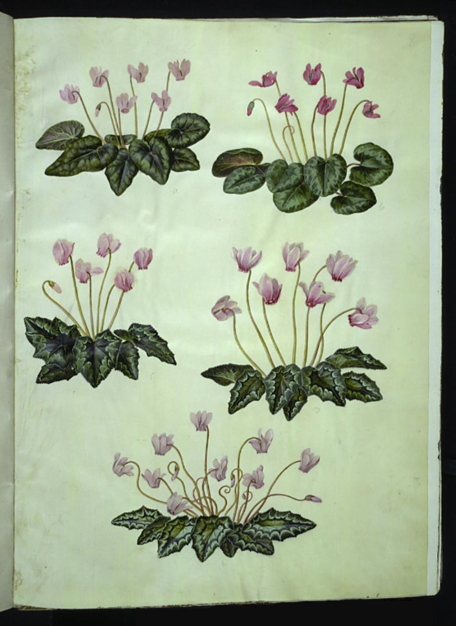 Cyclamen purpurascens (ciclamino); Cyclamen hederifolium (ciclamino edera) da Hans Simon Holtzbecker