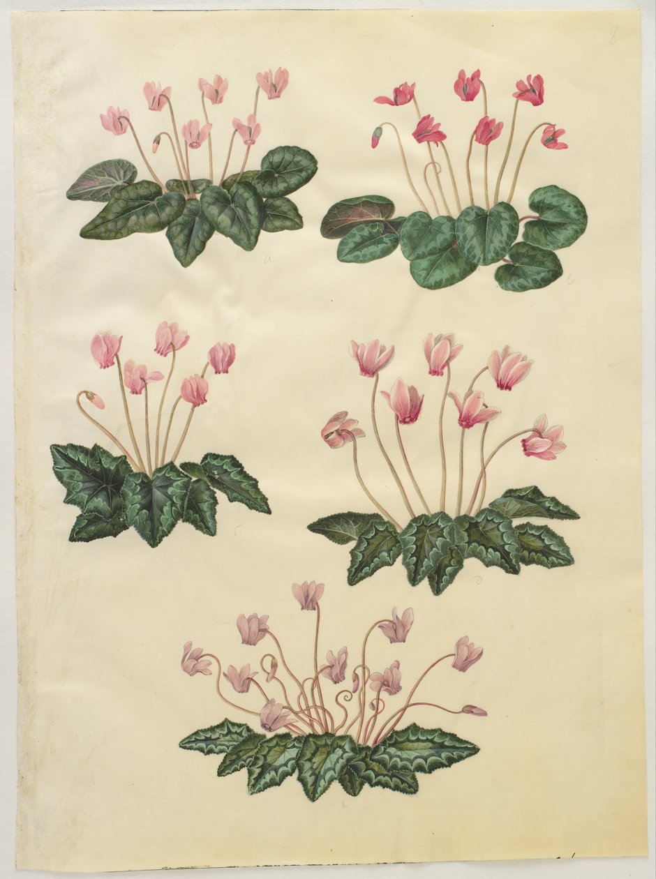 Ciclamino purpurascens; Ciclamino hederifolium da Hans Simon Holtzbecker