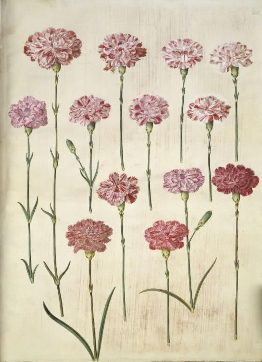 Dianthus caryophyllus (garofano) da Hans Simon Holtzbecker