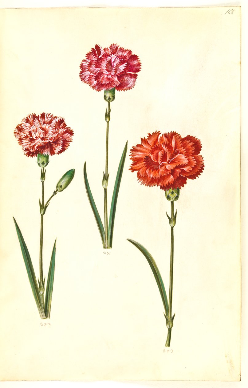 Dianthus caryophyllus (garofano) da Hans Simon Holtzbecker