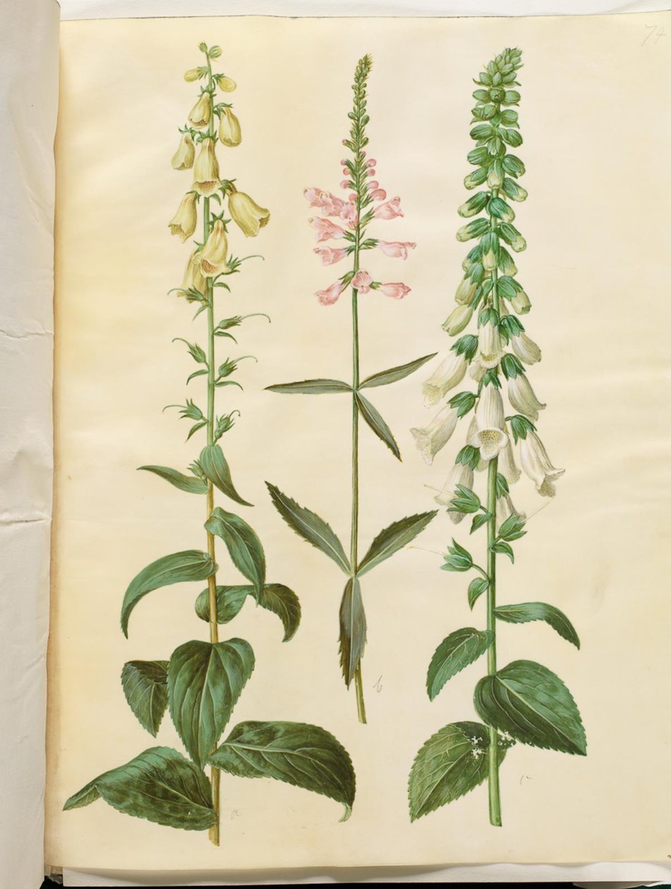Digitalis grandiflora (digitale a grandi fiori); Physostegia virginiana (fiore obbediente); Digitalis purpurea (digitale purpurea) da Hans Simon Holtzbecker