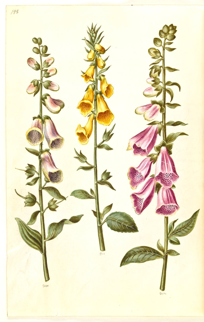 Digitalis purpurea; Digitalis grandiflora da Hans Simon Holtzbecker