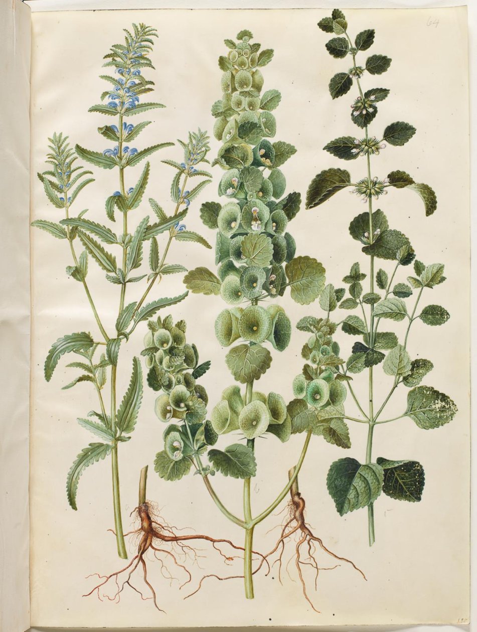 Dracocephalum moldavica; Moluccella spinosa; Melissa officinalis da Hans Simon Holtzbecker