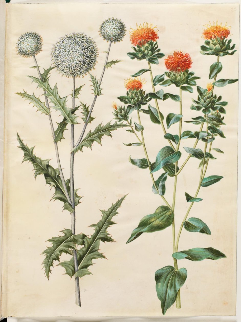 Echinops sphaerocephalus (cardo sferico); Carthamus tinctorius (cartamo) da Hans Simon Holtzbecker