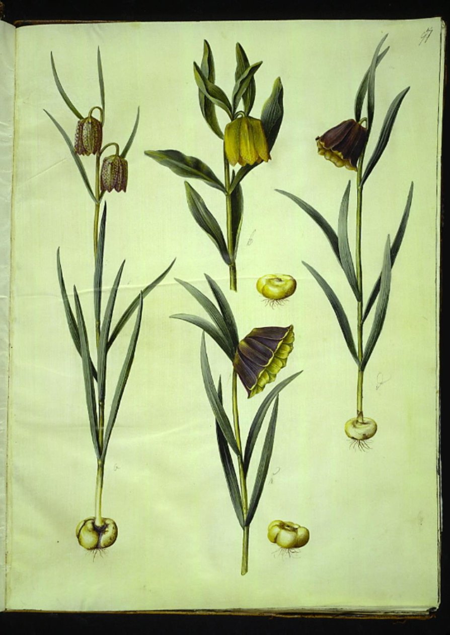 Fritillaria meleagris; Fritillaria aurea o Fritillaria tubiformis & moggridgei; Fritillaria montana da Hans Simon Holtzbecker