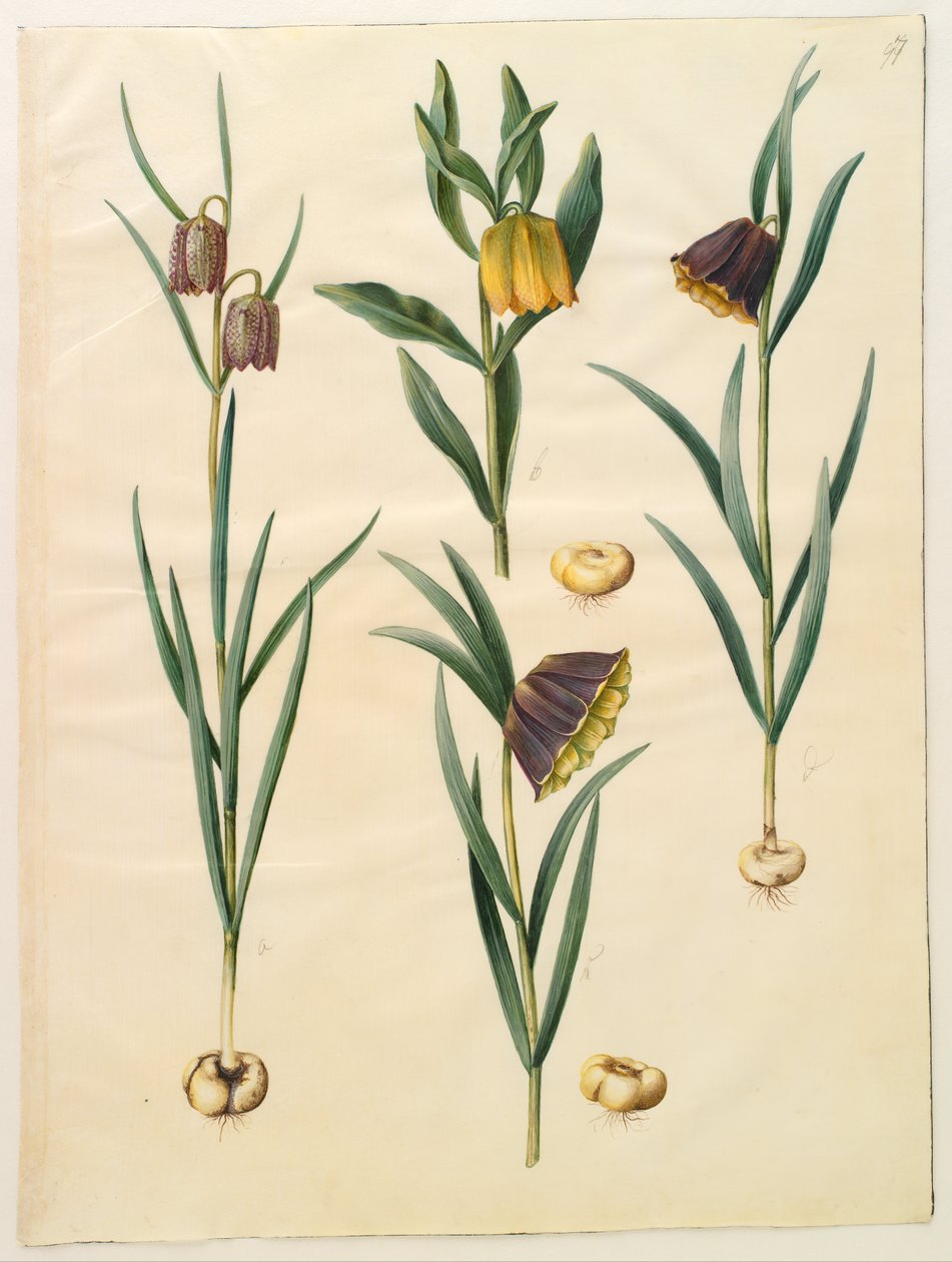 Fritillaria meleagris; Fritullaria lutea eller Fritullaria latifolia var lutea; Fritillaria pyrenaica da Hans Simon Holtzbecker