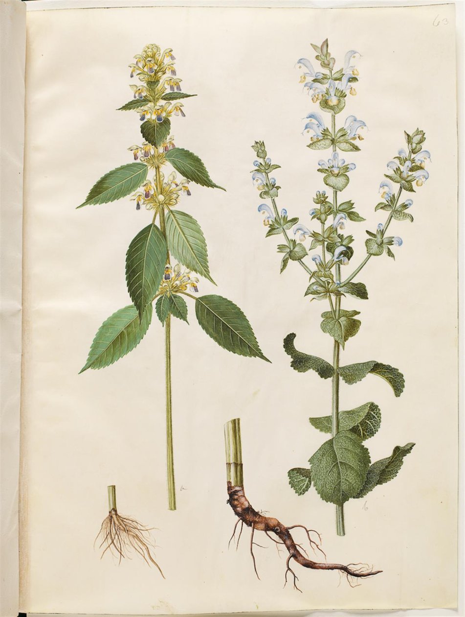 Galeopsis speciosa; Salvia sclarea da Hans Simon Holtzbecker