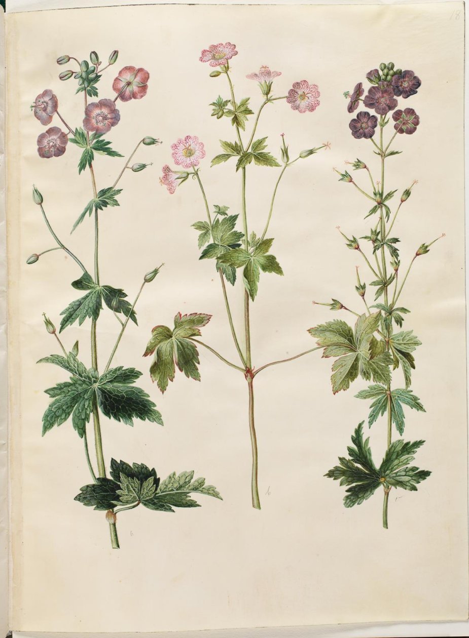 Geranium phaeum (geranio scuro); Geranium versicolor (geranio variegato) da Hans Simon Holtzbecker