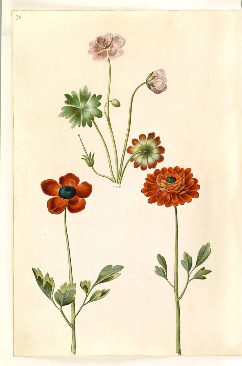 Geranium sanguineum striatum (geranio striato); Ranunculus asiaticus (ranuncolo asiatico) da Hans Simon Holtzbecker