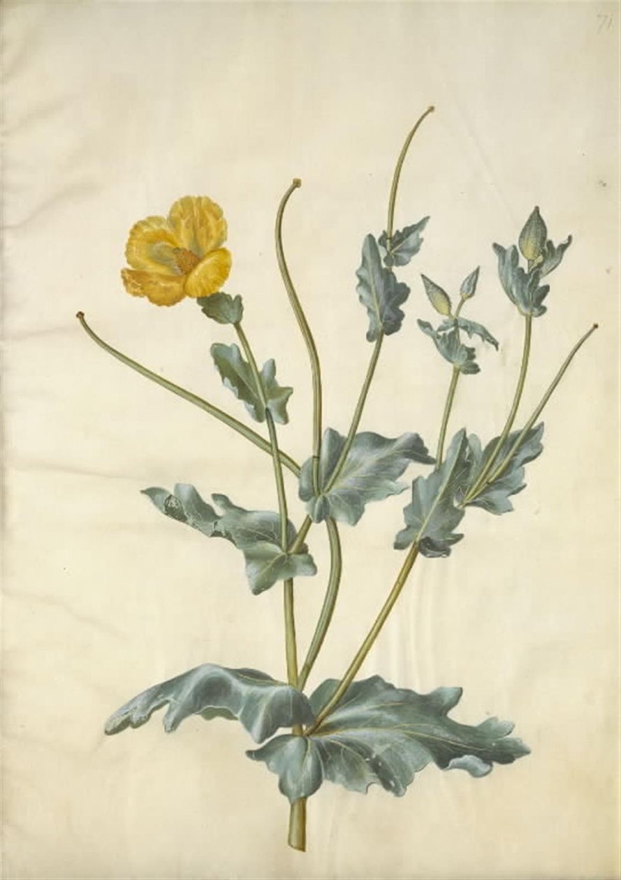 Glaucium flavum (papavero giallo) da Hans Simon Holtzbecker