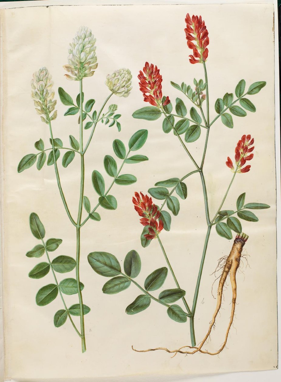 Hedysarum coronarium (trifoglio rosso) da Hans Simon Holtzbecker