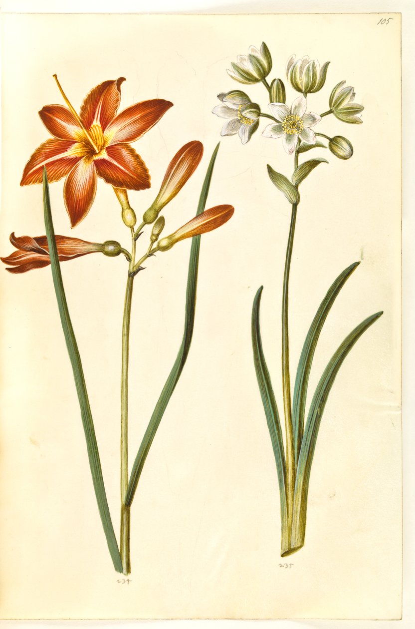 Hemerocallis fulva (giglio diurno marrone); Ornithogalum arabicum (stella di Betlemme) da Hans Simon Holtzbecker