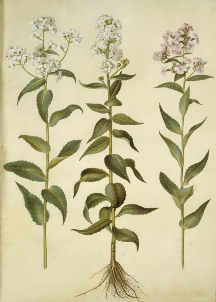 Hesperis matronalis (dame
