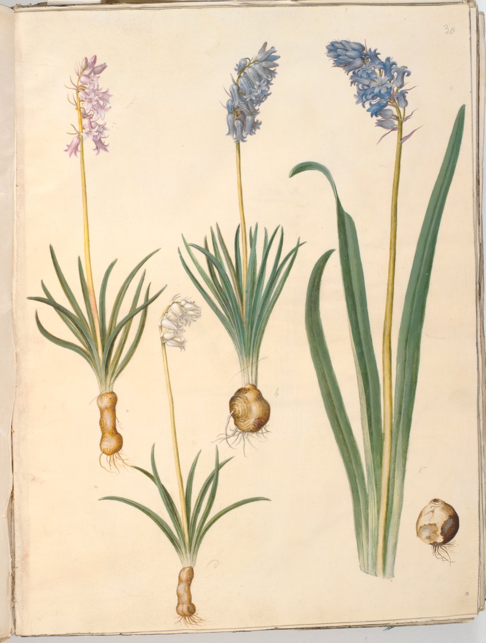 Hyacinthoides non-scripta (campanula comune); Hyacinthoides hispanica (campanula spagnola) da Hans Simon Holtzbecker
